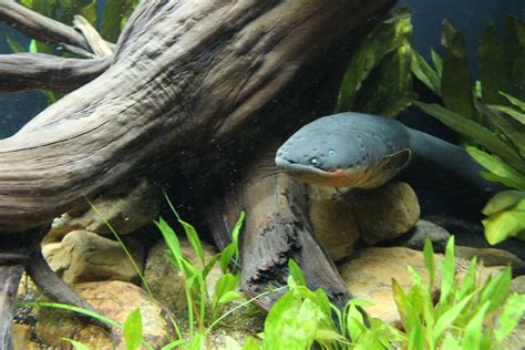 electric eel enclosures|electric eel habitat.